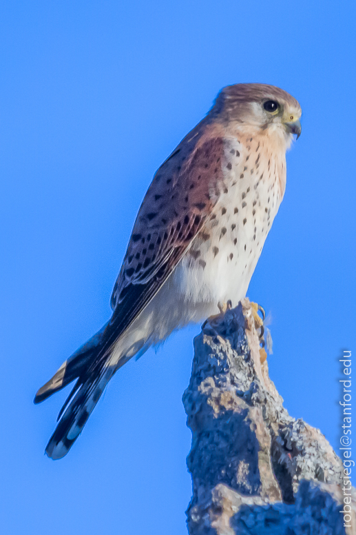 kestrel